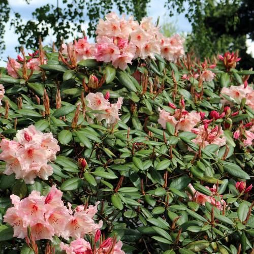thuja 2 5m Thuja Hedging 5.5-6ft (160-180cm) Root-Balled