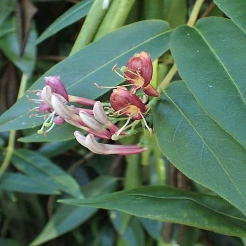 Lonicera acuminata - Shoot