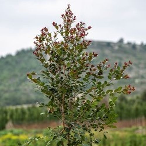 Eugenia uniflora 'Etna Fire' - Shoot