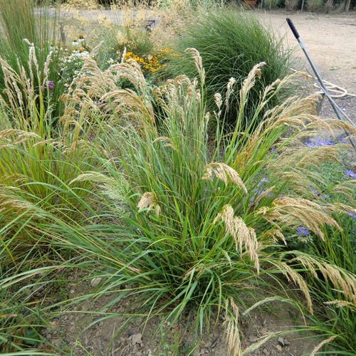 Stipa calamagrostis deals