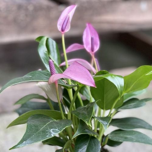 Anthurium (Andraeanum Group) 'Zizou' - Shoot
