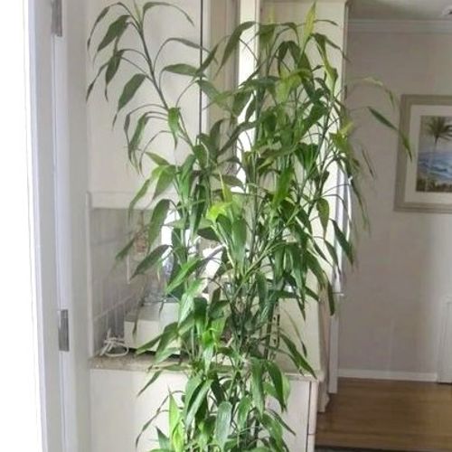 zz plant indoor ZZ Plant main image 1