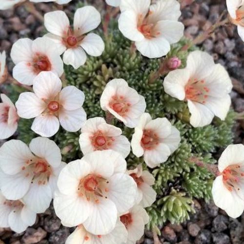 Saxifraga 'Penelope' (x boydilacina) - Shoot