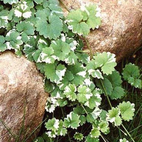 Glechoma hederacea 'Variegata' - Shoot