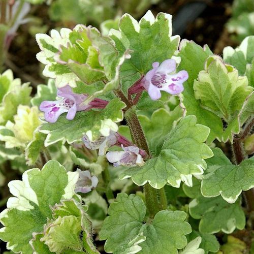 Glechoma hederacea 'Variegata' - Shoot