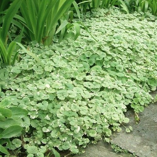 Glechoma hederacea 'Variegata' - Shoot