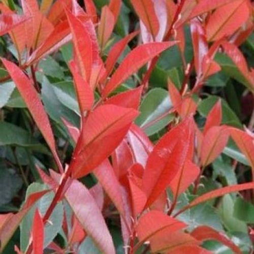 rotala indica plant Rotala indica – Aquazolla main image 0