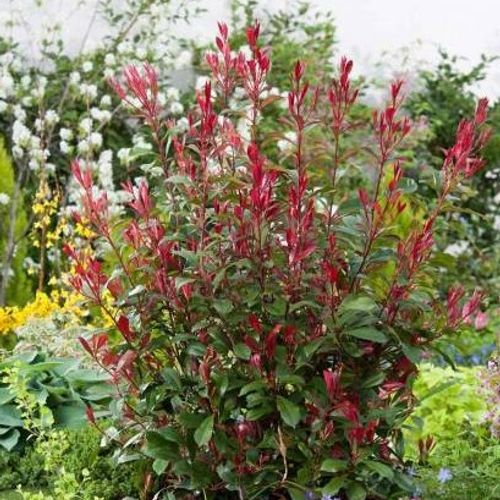 Photinia x fraseri 'Robusta Compacta' - Shoot