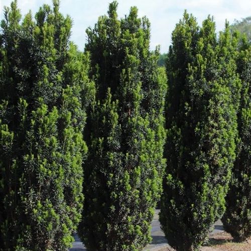 Taxus baccata 'Black Tower' - Shoot