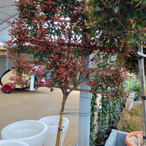 rue plant tea Rue main image 1
