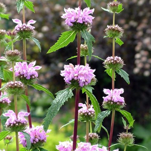 Phlomis tuberosa 'Amazone' - Shoot
