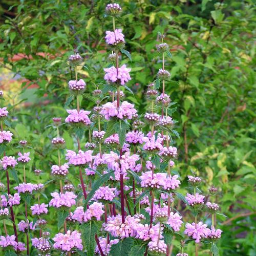Phlomis tuberosa 'Amazone' - Shoot