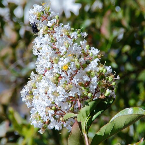 Lagerstroemia indica 'White Chocolate' - Shoot