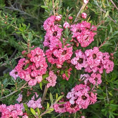 planting magic Black Magic Bachelor Button / Cornflower Seeds