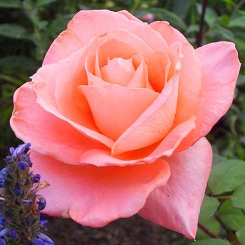 Rosa 'Twenty-one Again!' - Shoot