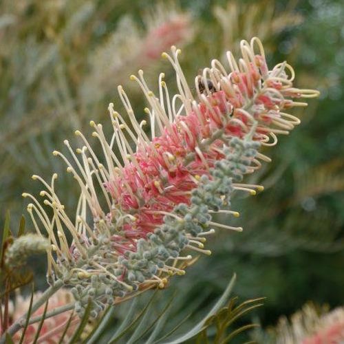 Grevillea 'Kay Williams' - Shoot