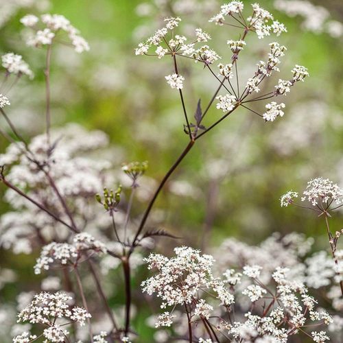 spacing for basil plants Basil Plant Care - How to Grow Ocimum basilicum