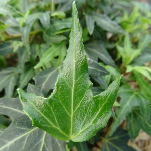 Hedera helix 'Anita' - Shoot