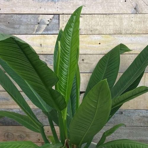 Philodendron campii - Shoot