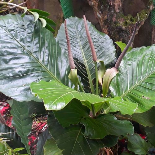 Anthurium salvinii - Shoot