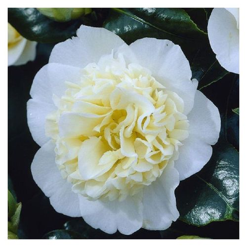 calathea white fusion blüte Calathea White Fusion (2–4 inch plant) – Coollective Plants
