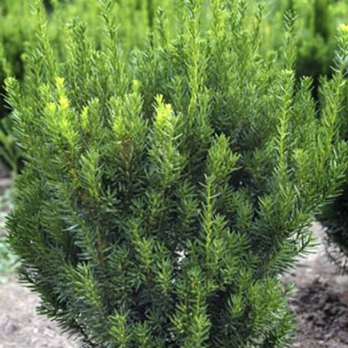 Taxus x media 'Groenland' - Shoot