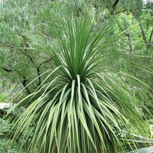 Nolina parviflora - Shoot