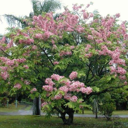 Cassia javanica - Shoot