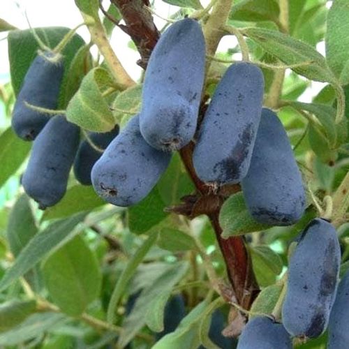 Lonicera caerulea var. kamtschatica 'Sinoglaska' - Shoot