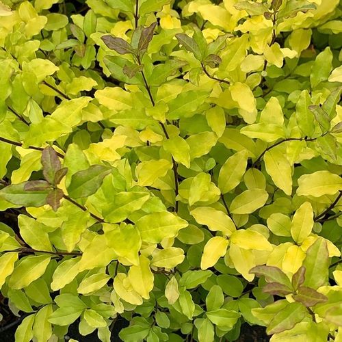 grevillea plant *RETAIL main image 0
