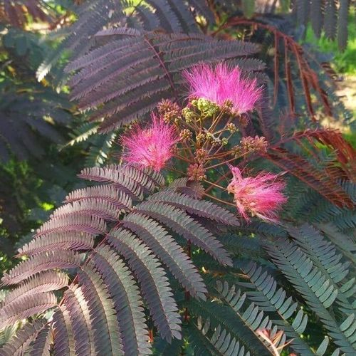 Albizia julibrissin 'Evy's Pride' - Shoot