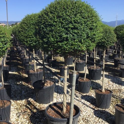 Ligustrum delavayanum - Shoot