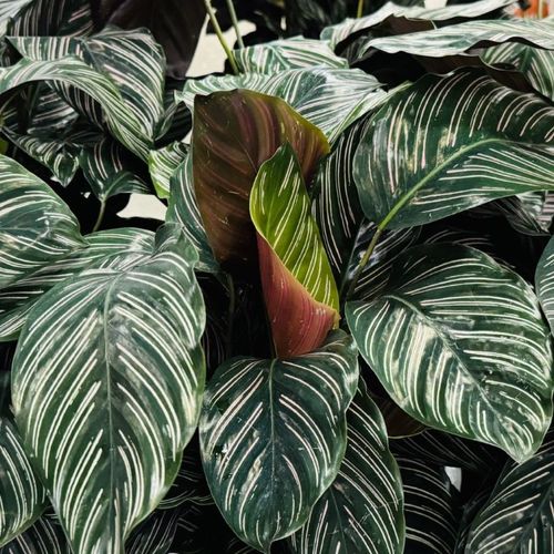 Goeppertia sanderiana - Shoot