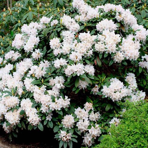 Rhododendron 'Cunningham's White' - Shoot