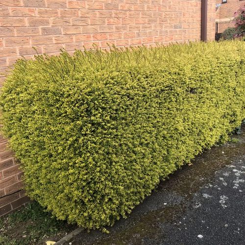 Lonicera nitida 'Baggesen's Gold' - Shoot