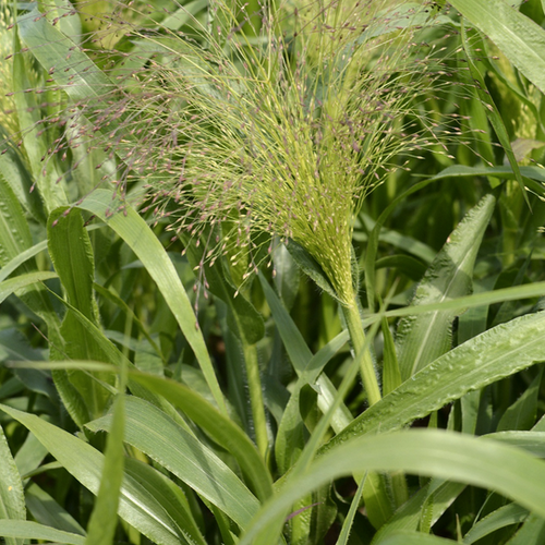 Previous Next 1 of 3