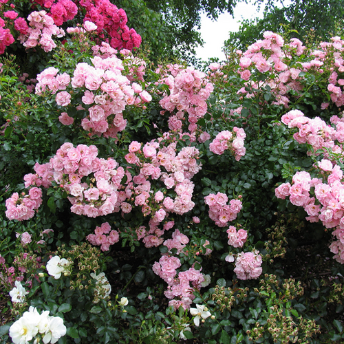 Previous Next 1 of 3