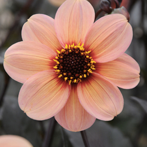 Previous Next 1 of 3