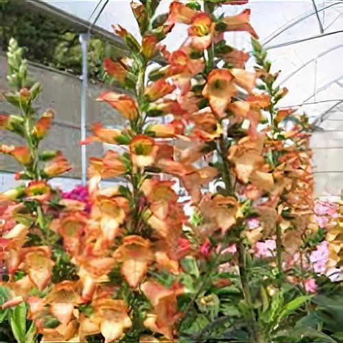 Previous Next 1 of 2