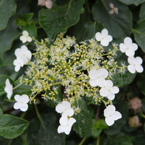 Image of Hydrangea anomala subsp. petiolaris 'Praecox'