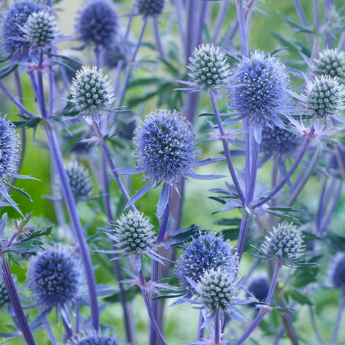 Previous Next 1 of 2