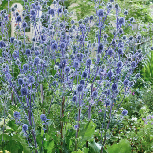 Previous Next 1 of 2