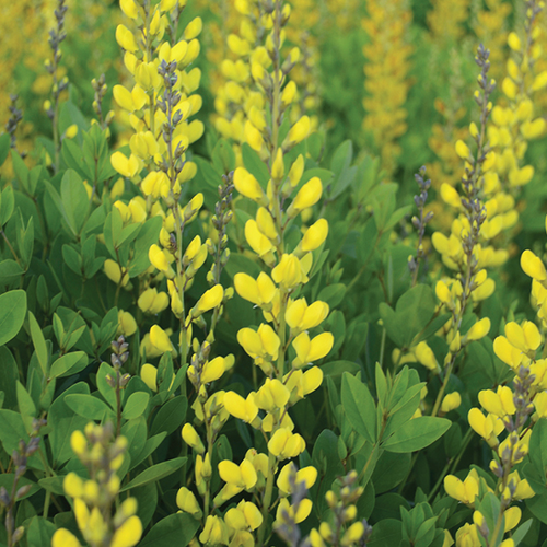 Previous Next 1 of 3