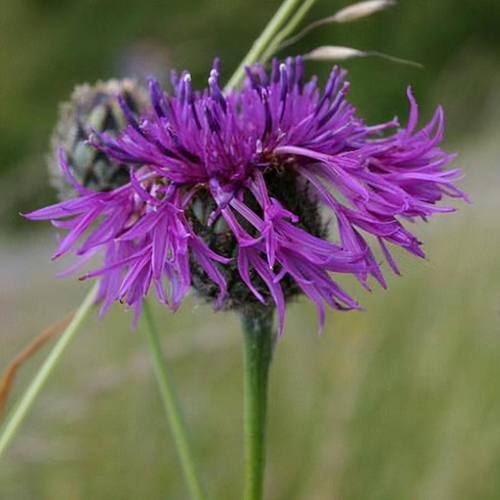 Centaurea scabiosa shop