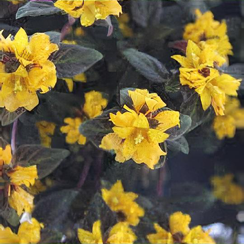 Lysimachia congestiflora 'Midnight Sun' - Shoot