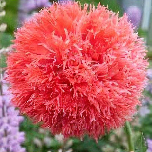 Papaver somniferum 'Red Pom Poms' - Shoot