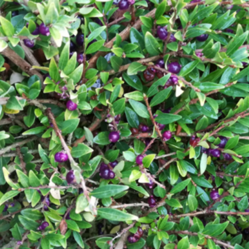 Lonicera pileata 'Loughall Evergreen' - Shoot