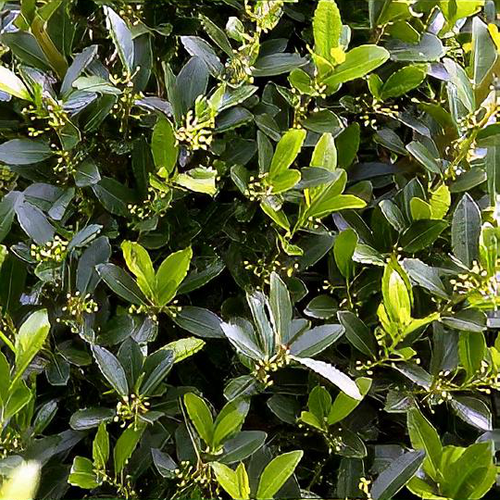Emerald colonnade holly new arrivals