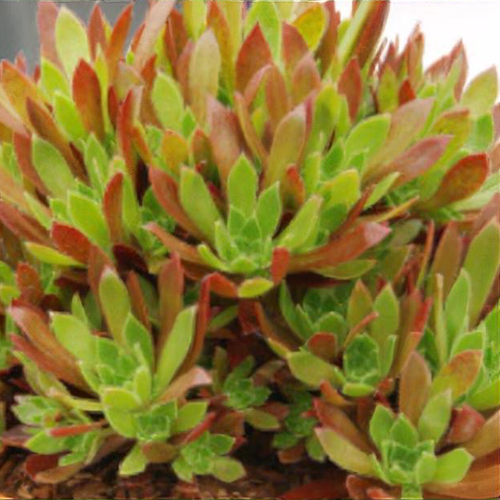 Aeonium 'Cornish Tribute' - Shoot
