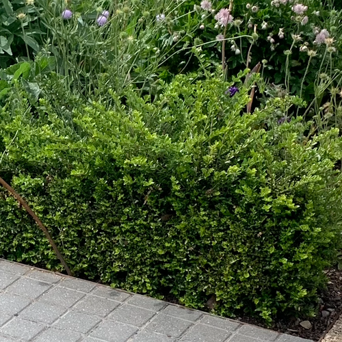 Lonicera ligustrina var. yunnanensis 'Tidy Tips' - Shoot